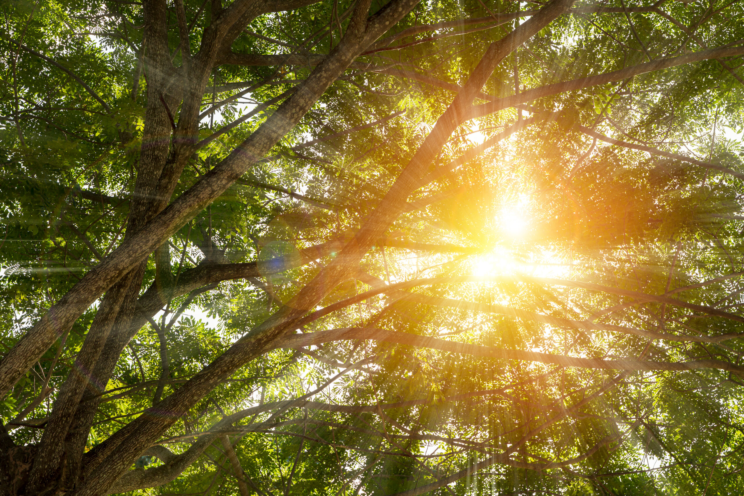 The Light the Branches Seek